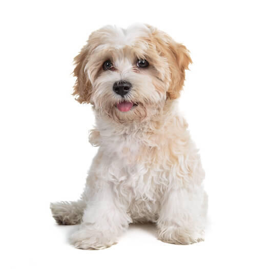 Cavapoo Dog Breed Information | Purina